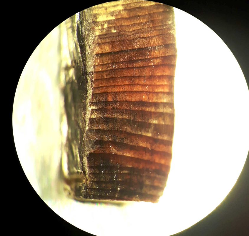  A wood fragment from the Norse layers at the L’Anse aux Meadows Viking settlement established 1,000 years ago near Hay Cove, Newfoundland, Canada is seen in an undated microscopic image. Petra Doeve/Handout via REUTERS