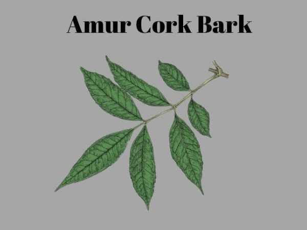 Amur cork Bark (Phellodendronamurense)