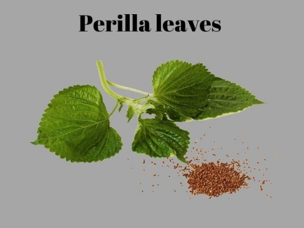 Perilla leaves (Perillafrutescens)