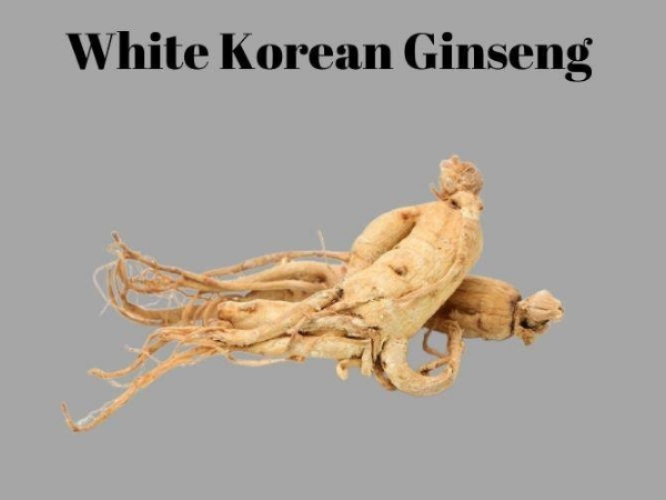 White Korean Ginseng (Panax ginseng)