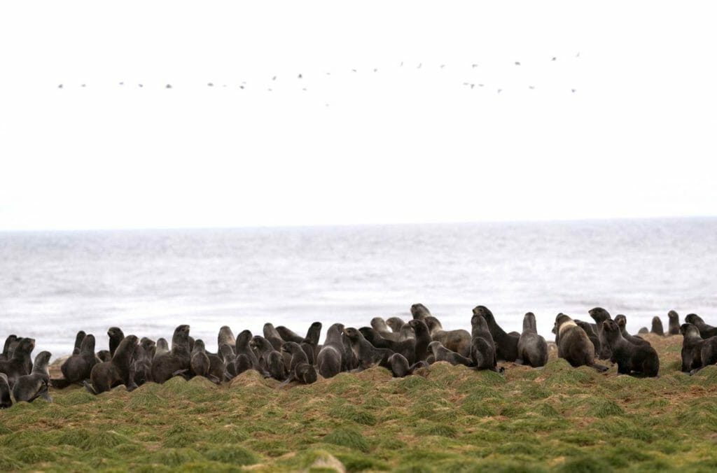  Fur seals rest along the northern shore in St. George, Alaska, U.S., May 22, 2021. Hundreds of thousands of fur seals spend their summer on St George each year. Alaska is experiencing unseasonal warm weather. REUTERS/Nathan Howard