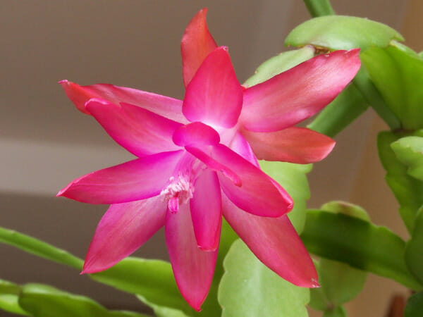 What is a Christmas Cactus?