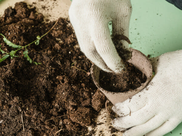Choose the right type of soil.