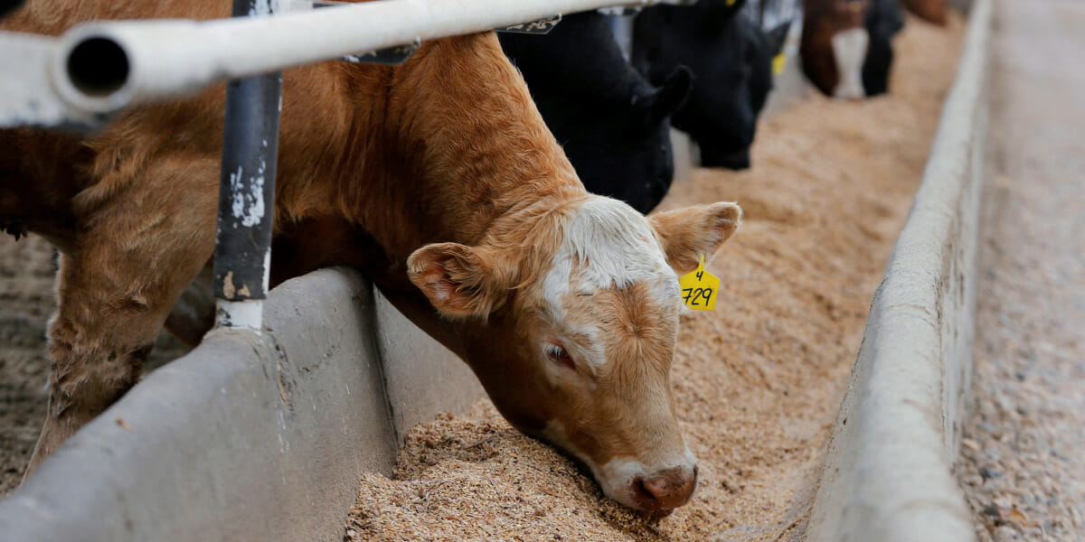 Canadian farmers endure cattle feed shortage due to transport, drought