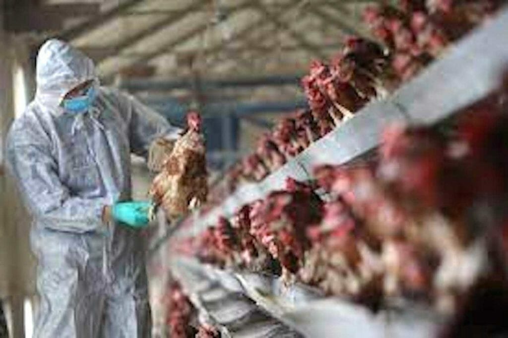 A quarantine researcher checks on a chicken at a poultry farm in Xiangyang, Hubei province, China, February 3, 2017. FILE PHOTO/ REUTERS