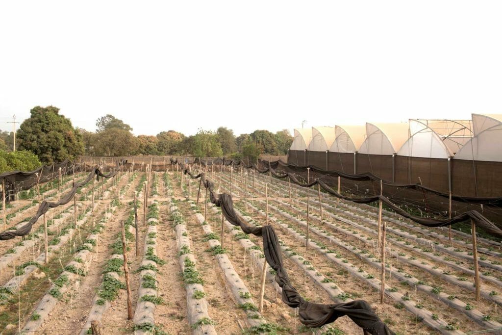 Amadou Sidibe's greenhouses is pictured in Katibougou, Mali February 12, 2020. Picture taken February 12, 2020. REUTERS/Annie Risemberg/File Photo
