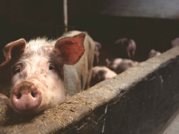 McDonalds and Icahn dispute focuses on pig welfare