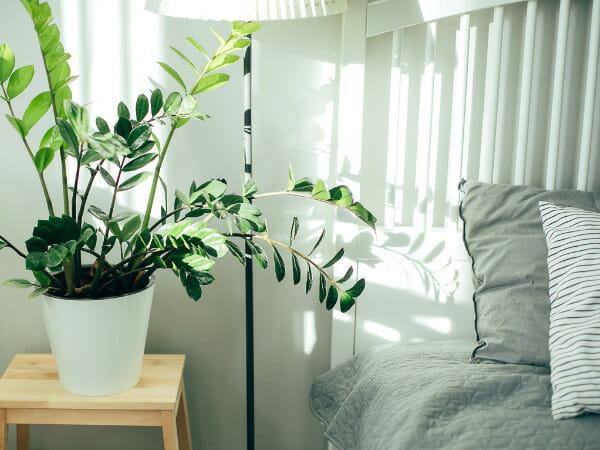 3. Bedroom house plants for the optimal night’s sleep