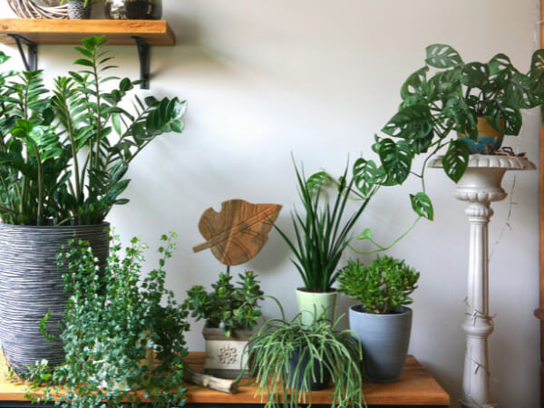 What are the benefits of house plants?