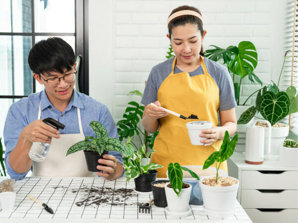 What are the best houseplants for long-time gardeners?