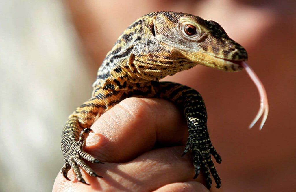 A reptile curator holds a 10-day-old baby Komodo dragon at Prague Zoo August 9, 2012. REUTERS/Petr Josek/File Photo