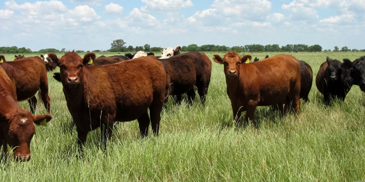 Extreme heat and humidity kill 2,000 Kansas cattle I Latest Stories