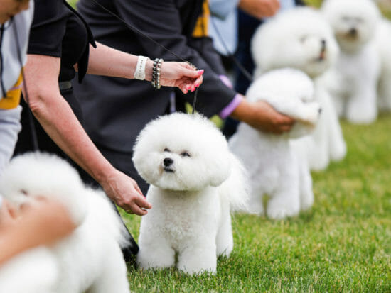 US Westminster show will name the top dog this week
