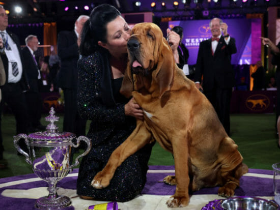 Trumpet is the first bloodhound to win US Westminster dog show