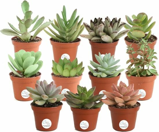 Costa Farms Mini Succulents Fully Rooted Live Indoor Plant, 2-Inches Tall, in Grower Pot 11-Pack