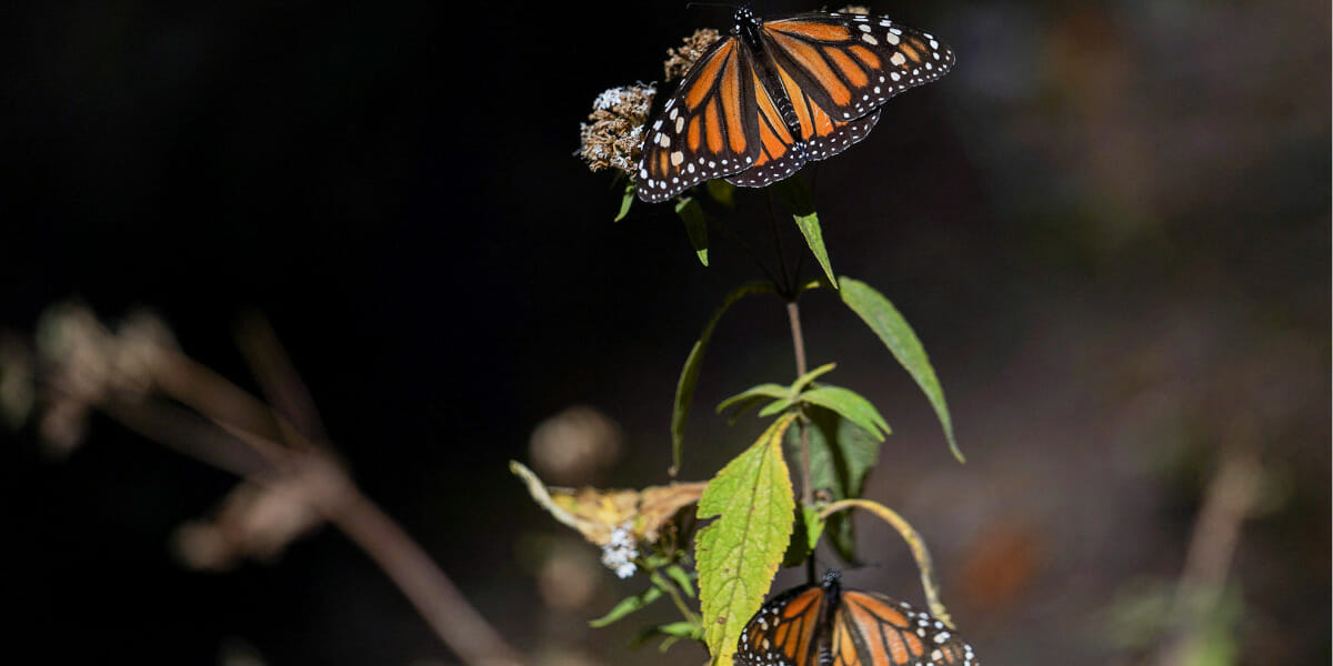 Kaleidoscopic Migratory Monarch Butterfly Now Listed As Endangered ...