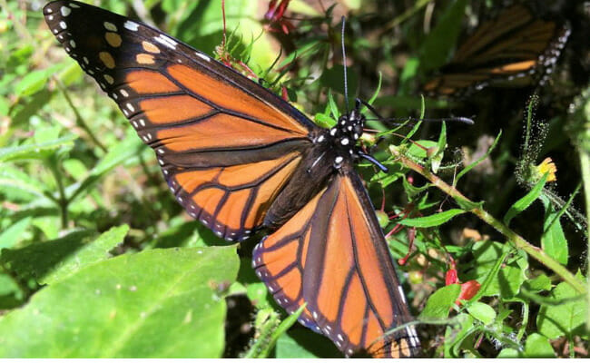 Kaleidoscopic migratory monarch butterfly now listed as endangered