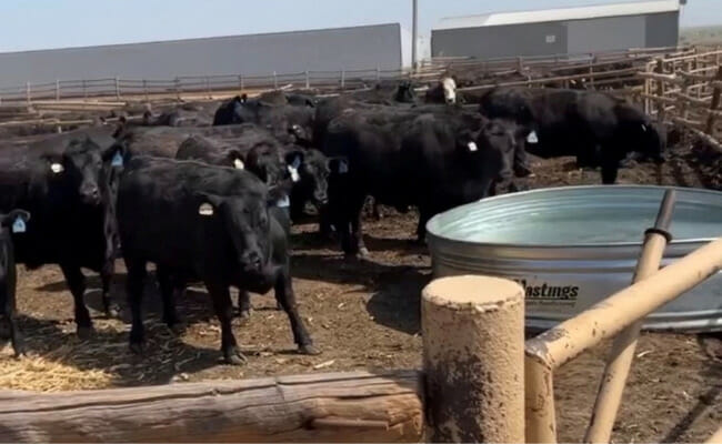 Thousands of dead US cattle buried, dumped at Kansas landfill after heatwave