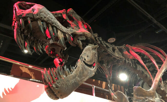 Scientists justified T. rex as only species of mighty Tyrannosaurus