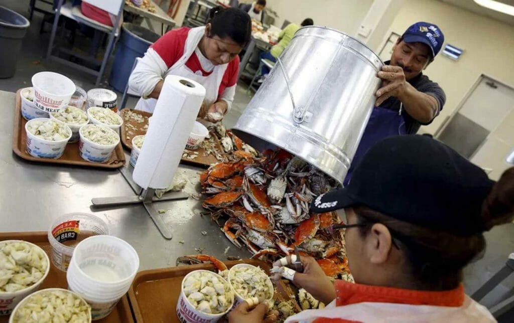 Mexican workers, on the US H-2B visa program for seasonal guest workers, process crabs in Fishing Creek, Maryland, on August 26, 2015. (Reuters / Jonathan Ernst)
