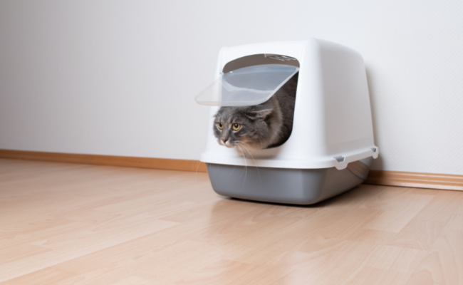 Best Self-Cleaning Litter Boxes 2022