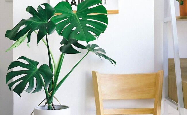 What is a Monstera plant?