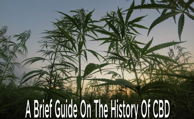 A Brief Guide On The History Of CBD