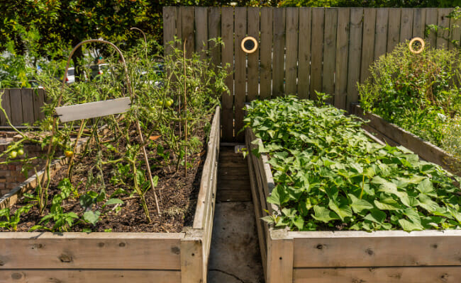 A Home Edible Garden: Here's What You Need to Know to Get Started