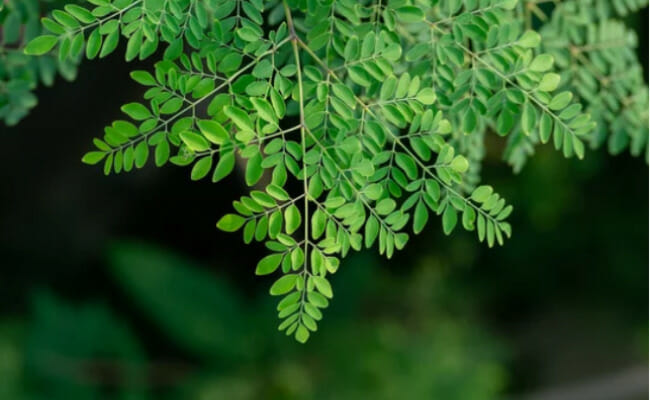 Moringa, the Tree of Life: Fully Explained