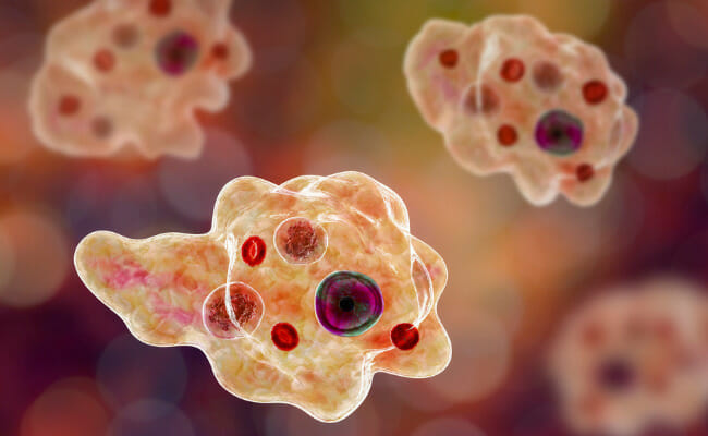What is the brain-eating amoeba?