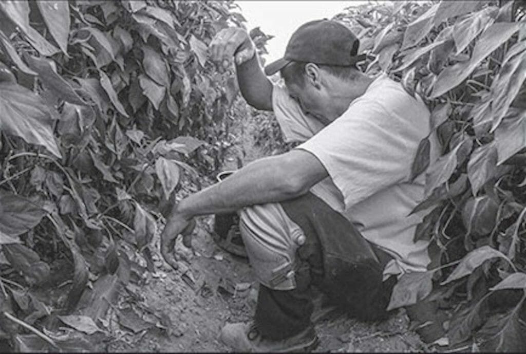 The photographs focus on the daily lives of farmworkers and their families, including Filipino immigrants and in particular indigenous Mexican migrants. DAVID BACON