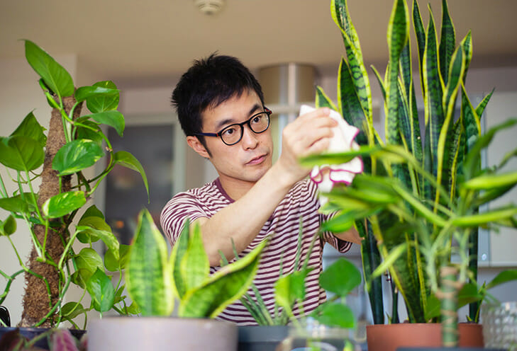 Plants don't just cool down your room, they also act as air purifiers