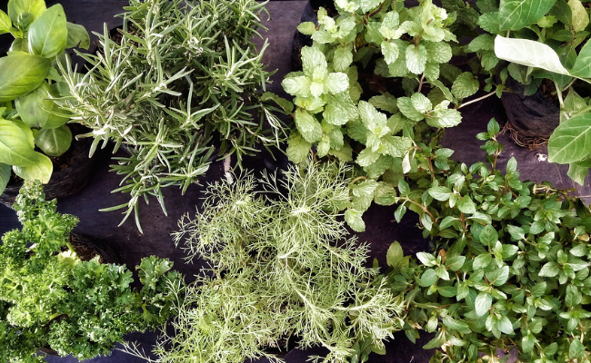 12 Perennial Herbs You Can Grow at Home
