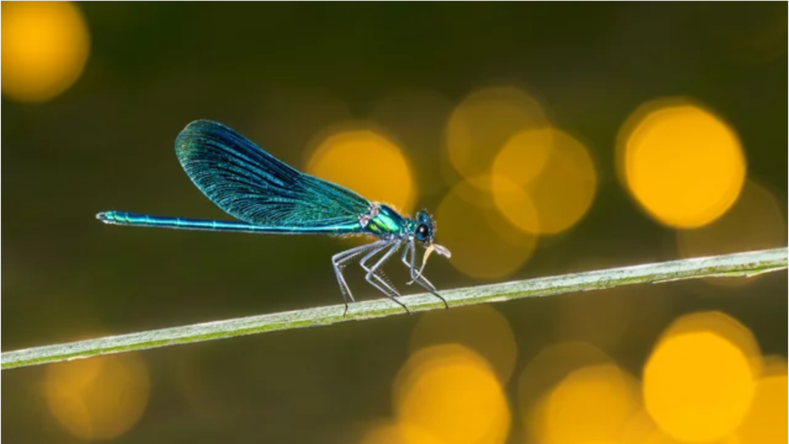 the-symbolism-and-meaning-of-dragonflies-i-lifestyle