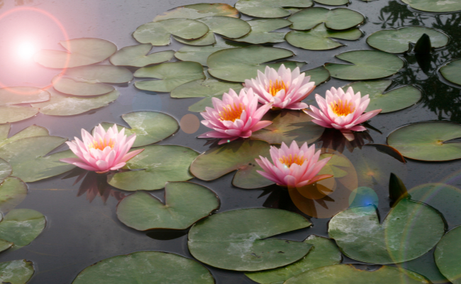History of the Lotus Flower