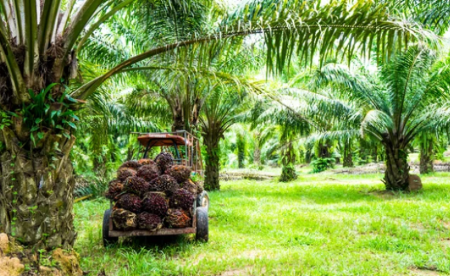 What is Palm Oil?