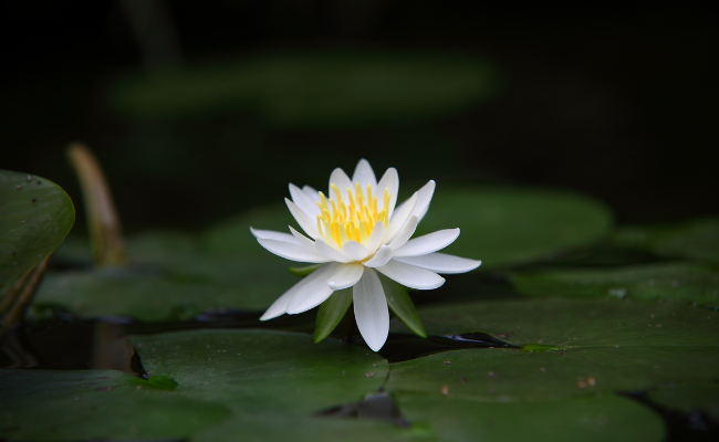 Different Types of Lotus Flowers and Their Meaning