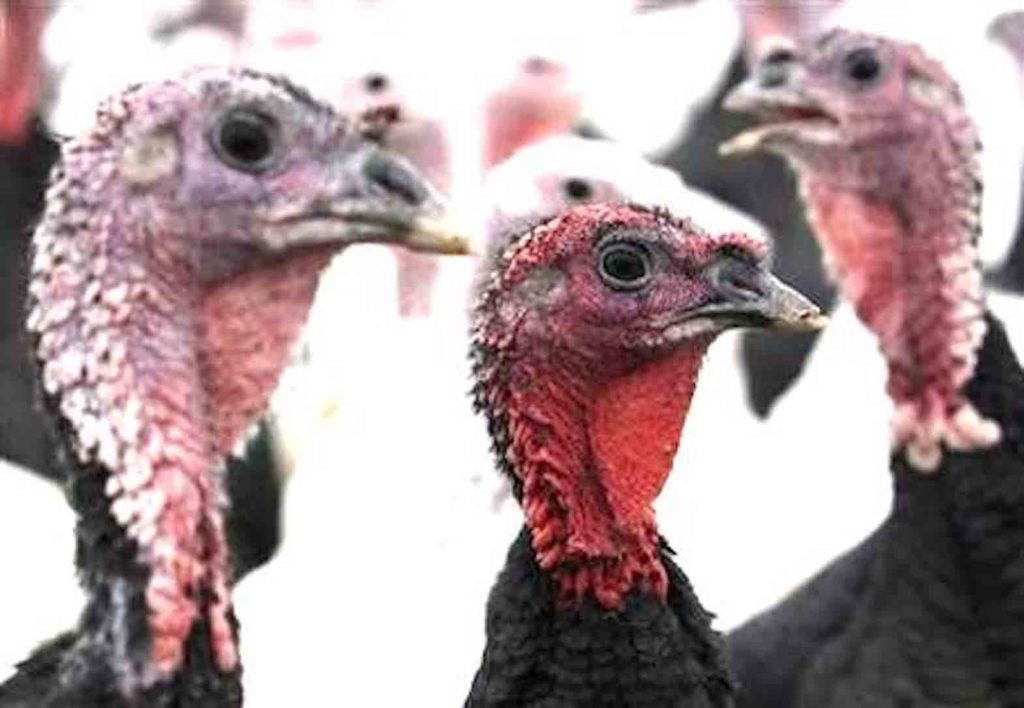 The deaths of chickens, turkeys and other birds represent the worst U.S. animal-health disaster to date. USDA