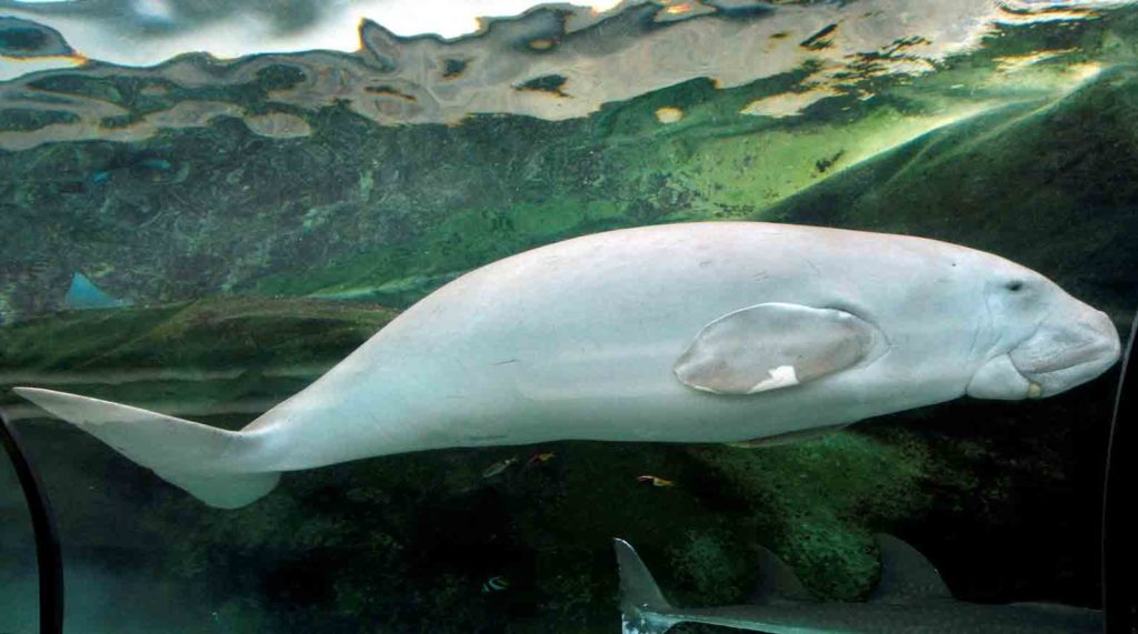"Wuru," a four-year-old female Dugong, swims in her tank at the Sydney Aquarium June 4, 2009. Dugongs graze on sea grass in tropical waters and are sometimes labelled "Sea cows" although their closest living relative is the elephant. REUTERS/Tim Wimborne