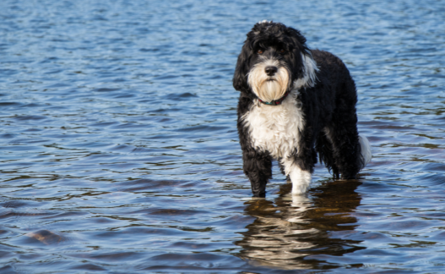 Portuguese Water Dogs