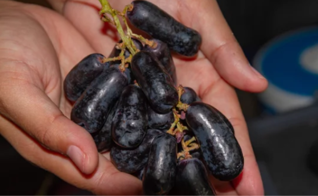 What are Moon Drop Grapes Good for?