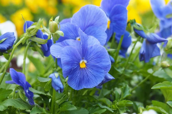 Blue Pansy Flower 