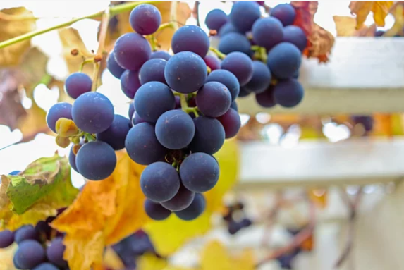 Concord Blue Grapes 