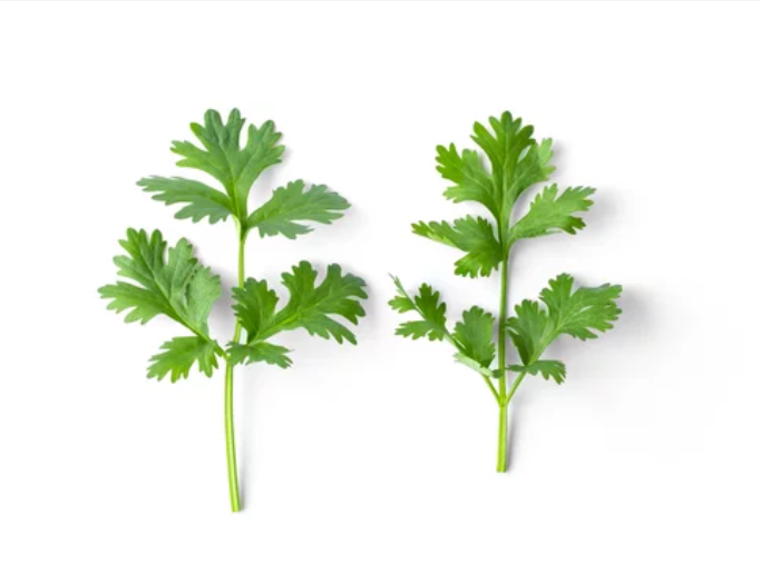 How to Tell the Difference: Parsley vs. Cilantro 