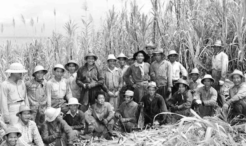Sakadas and their descendants formed the majority of the labor force that increased sugar and pineapple production in Hawaii in the 1900s. LYMAN MUSEUM