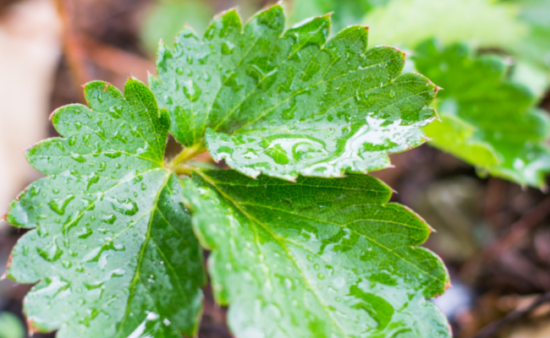 the-surprising-benefits-of-eating-strawberry-leaves-i-lifestyle