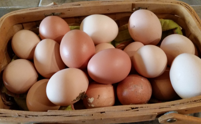 Handling Eggs Safely