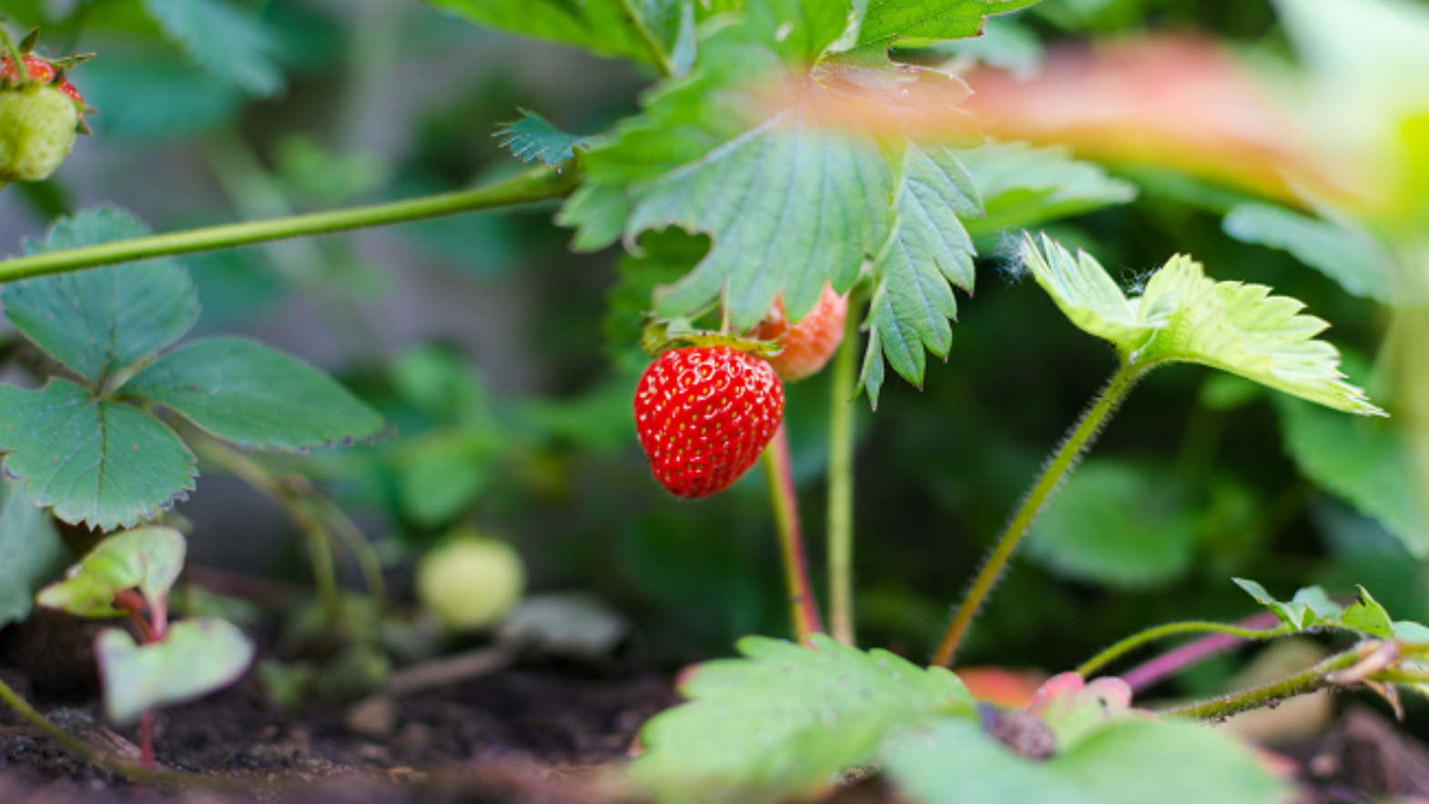 the-surprising-benefits-of-eating-strawberry-leaves-i-lifestyle