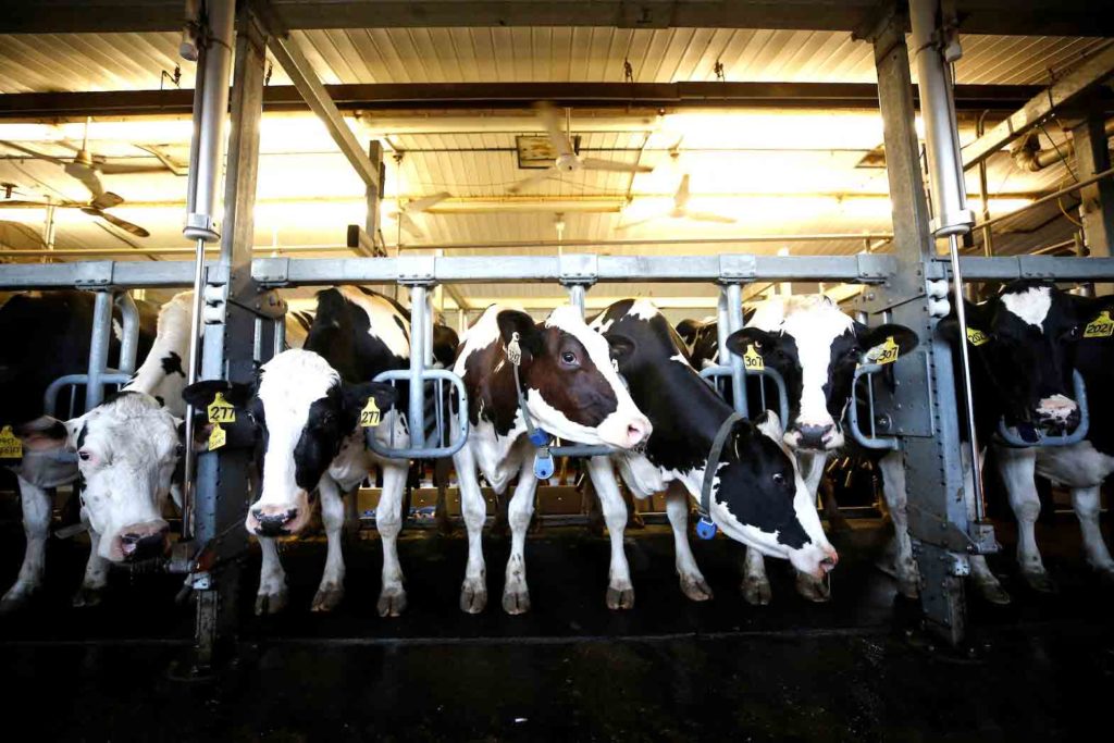 Cows stand in a barn while being milked at a dairy farm in South Mountain, Ontario, Canada, June 29, 2018. REUTERS/Chris Wattie