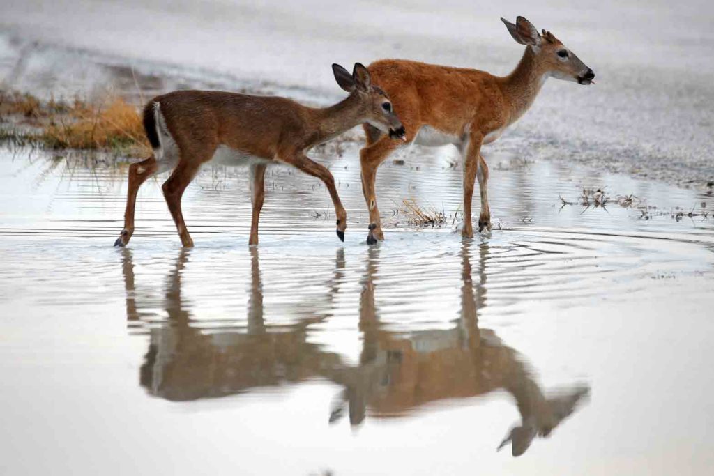 Endangered Key Deer are pictured in a puddle following Hurricane Irma in Big Pine Key, Florida, U.S., September 25, 2017. REUTERS/Carlo Allegri